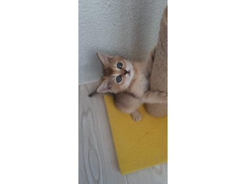 Golden british shorthair