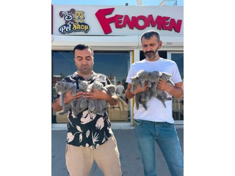 Kar beyaz mavi gözlü brıtısh yavrular ankara 