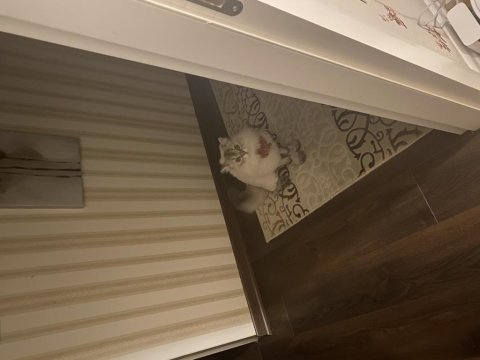 British longhair bilgi almak için iletişime geçelim