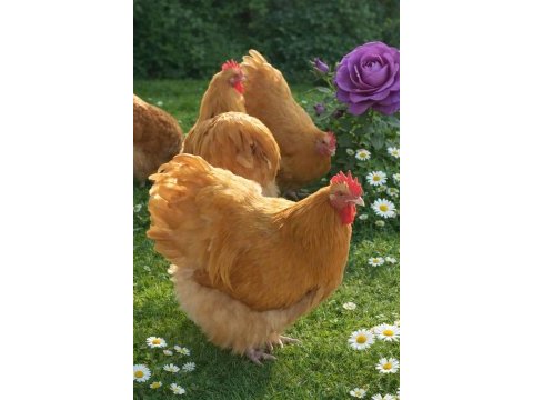 Buff orpington cinsi tavuk kuluçkalık yumurta ve civciv