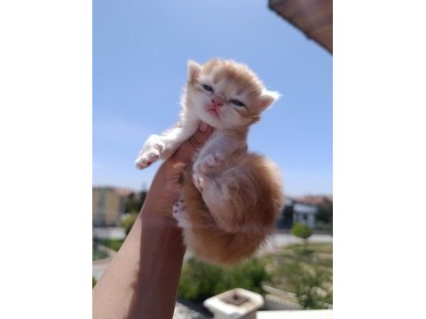 British longhair dişi yavrular şecereli