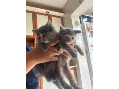 2 aylık dişi yavru british shorthair