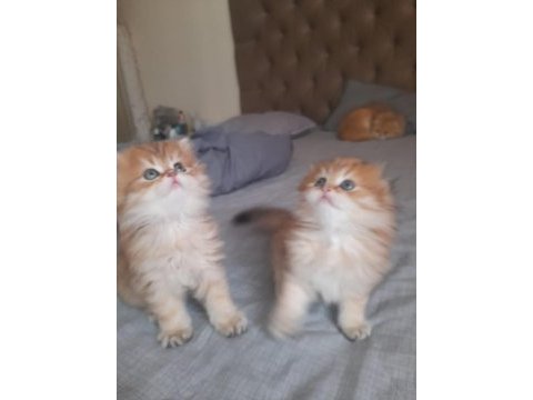 Full şecereli şampiyon ebeveynlere sahip british longhair
