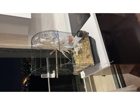 Lutino albino yavru sultan papağanı