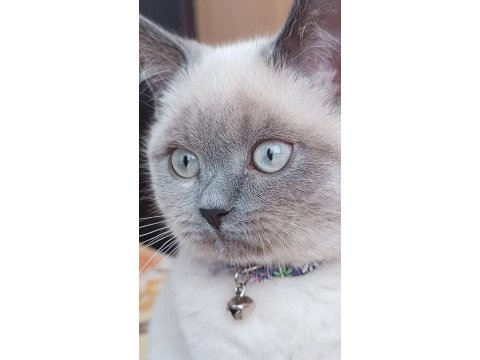 Scottish fold blue point & british shorthair 5 adet yavru