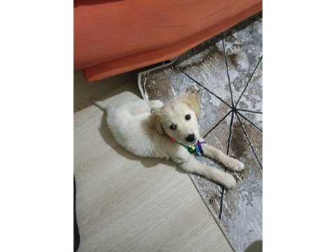 Baby face golden retriever yavrusu