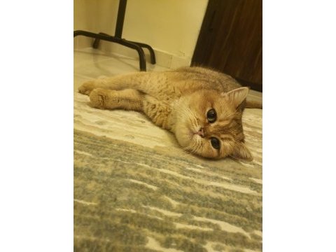 1 yaşında golden dişi british shorthair