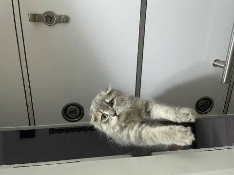 Dünya tatlısı scottish fold