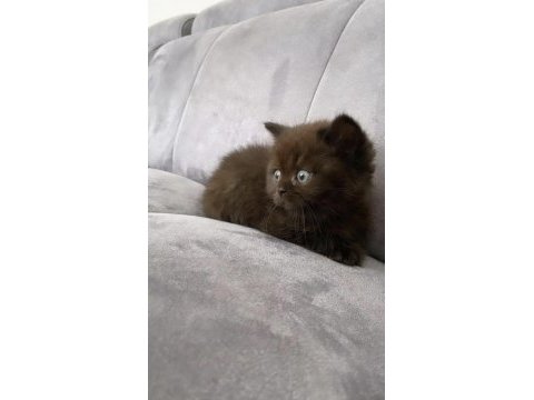 British shorthair çikolata yavrumuz