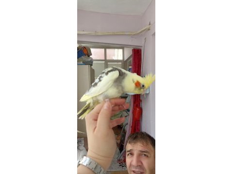 Yeme düşmüş 4 haftalık sultan papağanları