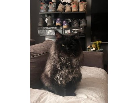 Saf kan şecereli beyaz aslanlar maine coon yavruları
