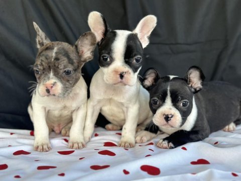 Fransız bulldog yavrularımız