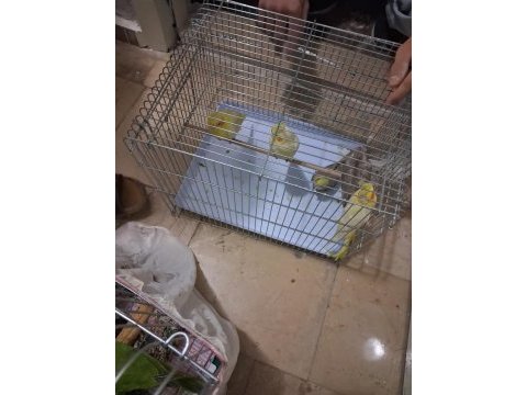 Evcil sultan papağanı yavruları