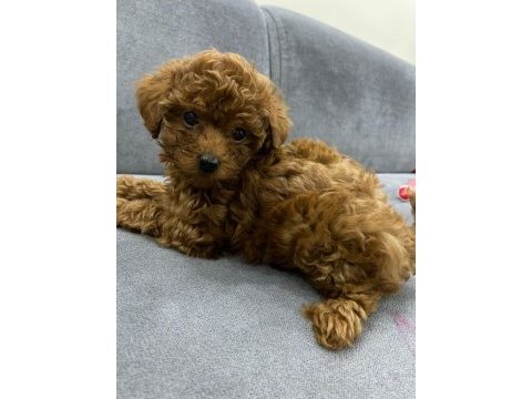 Poodle köpeğimize yeni yuvasını arıyoruz