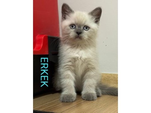 2 aylık british ve scottish bluepoint shorthair yavrular