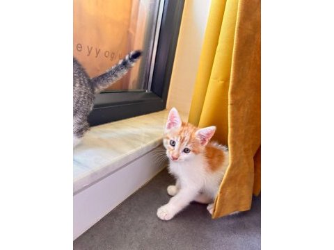 3 minik tekir bebeğe ömürlük yuva