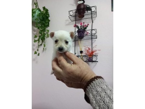 Micro boy 4 erkek chihuahua bebekler