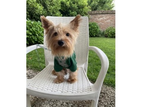 Çok uyguna full aşılı köpeğimiz