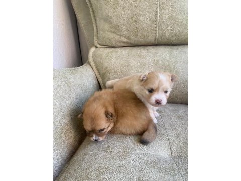 Erkek ve dişi pomeranian boo yavrularımız