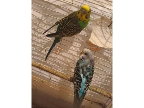 Hazır takım muhabbet kuşu erkek konuşuyor