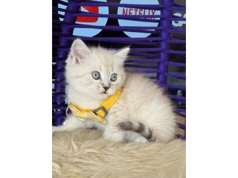 British shorthair lynx point yavrular