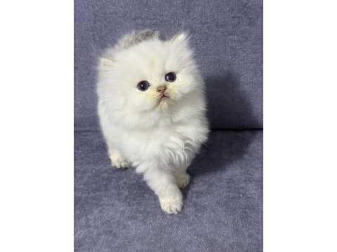 British longhair (show kalite)
