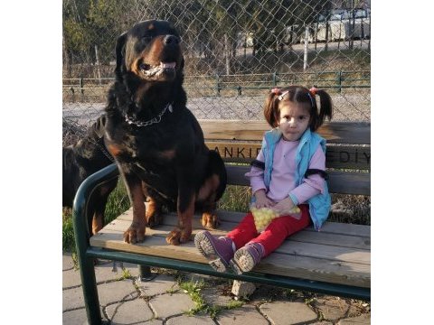 Safkan rottweiler yavrular veteriner hekimden