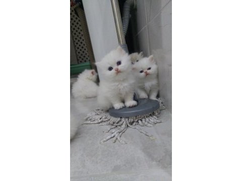 İran kedisi 2 aylık acil