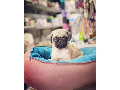 A kalite pug mops kaçırma