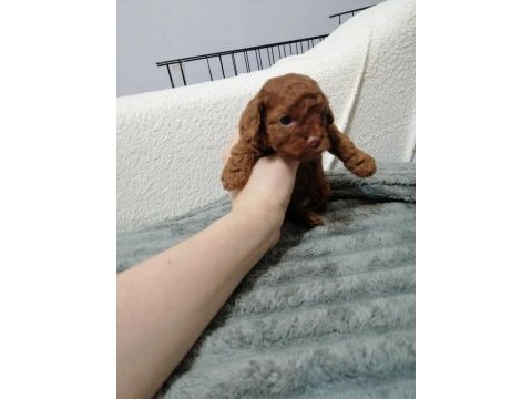 Kore toy poodle
