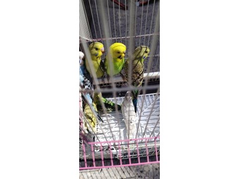 Yeni yeme düştü muhabbet kuşlar