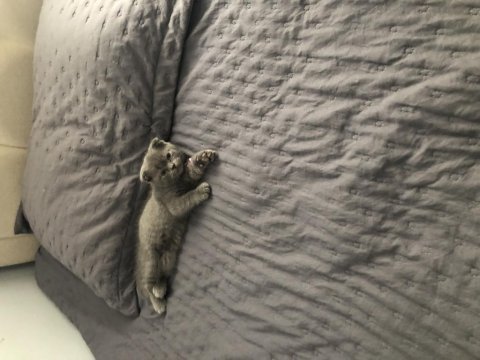 Oyuncu maya scottish fold