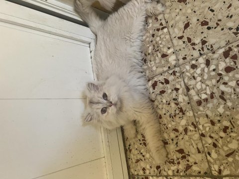 British longhair ns 11 şecereli erkek