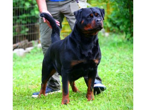Şecereli şampiyon rottweiler yavruları