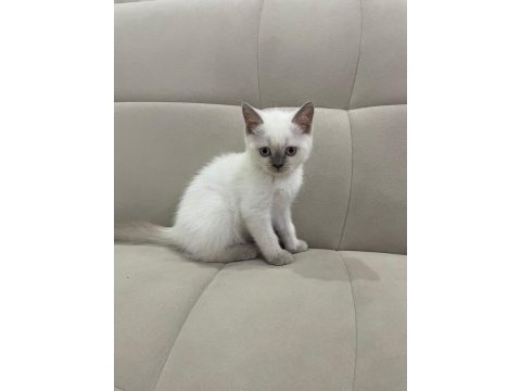 Aşılı british shorthair