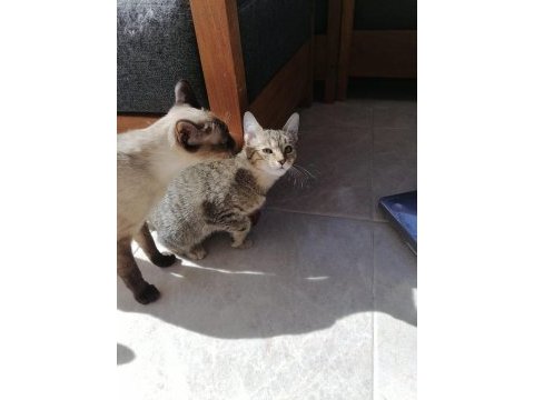3 aylık dişi tekir yavru