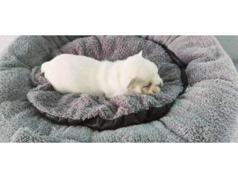 Bakmadan geçme uygun oyuncu french bulldog