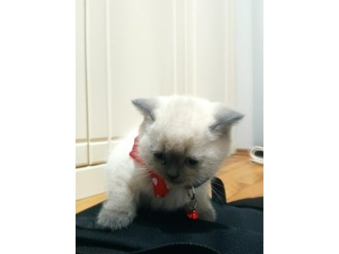 Erkek british shorthair blue point yavru