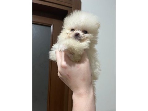Pomeranian yavrular