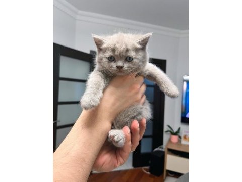 12 mayıs doğumlu british shorthair yavrularımız