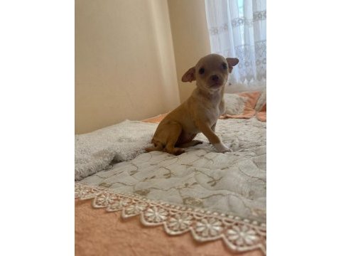 Dişi 3.5 aylık chihuahua