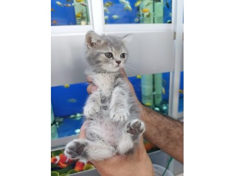 55 günlük son 4 yavru scottish fold
