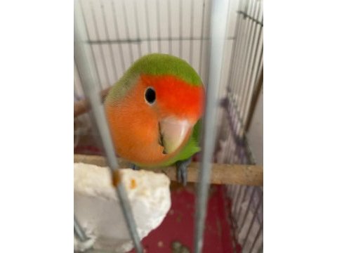 Takım yumurtalı cennet papağanı