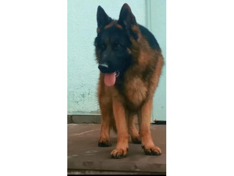Safkan erkek alman çoban köpeğimiz