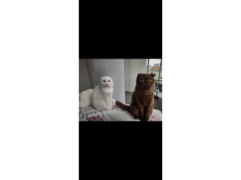 2 yaşında dişi kızlarımız scottish fold