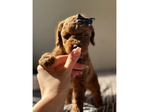 Seçkin poodle yavrular ziyarete açık aşılı