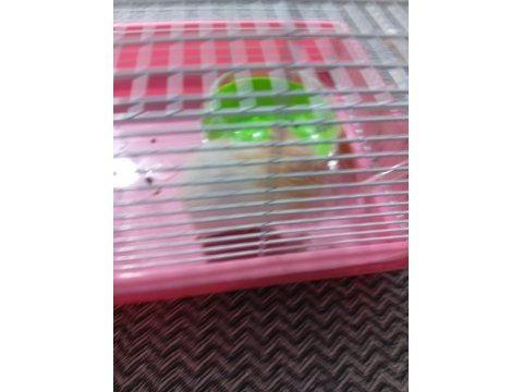 Acil satılık yavru hamster