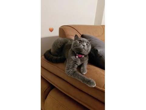 British shorthair gri kedimiz