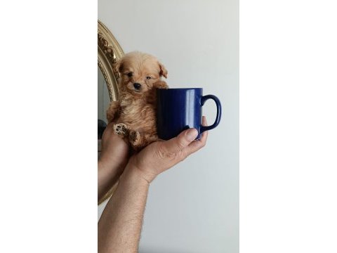 Teacup maltipoo yavrular