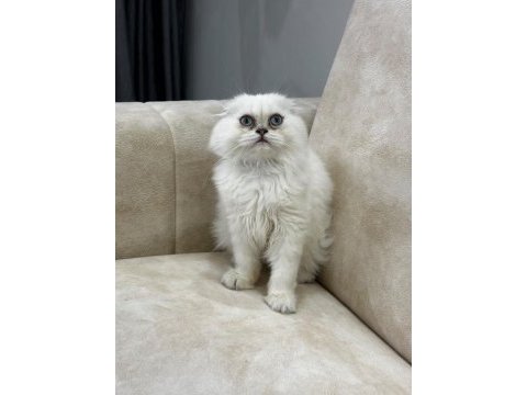 A kalite safkan scottish fold longhair silver point erkek